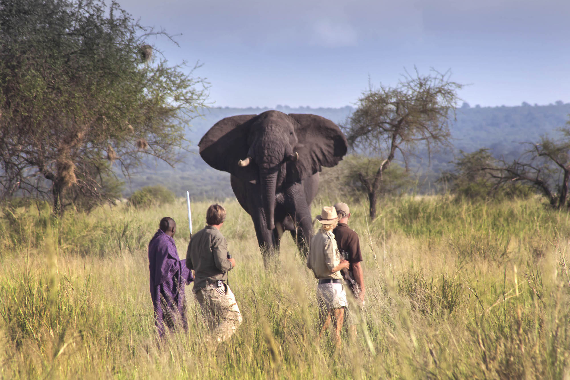 6400e37c00f0a5ce042931a5 Forest Chem Chem Safari Tanzania Tented Camp Game Walk Elephant