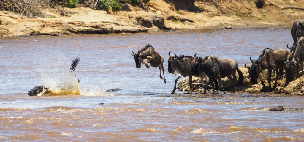 8 days Tanzania safari, Mara River wildebeest crossing, Serengeti migration safari, wildebeest migration Tanzania, Northern Serengeti safari, Ngorongoro Crater tour, Ndutu safari Tanzania, Big Five safari Tanzania, Tanzania photography safari, luxury migration safari
