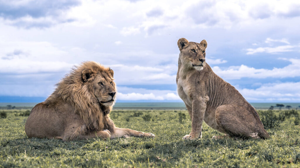 The Ultimate Guide to Tanzania’s Big Five Safari 8 Lion and lioness in Mara Naboisho Conservancy Kenya