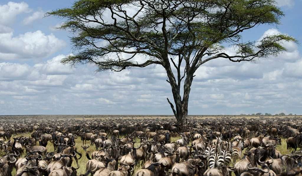 Why does the great wildebeest migration happen 1024x597 1