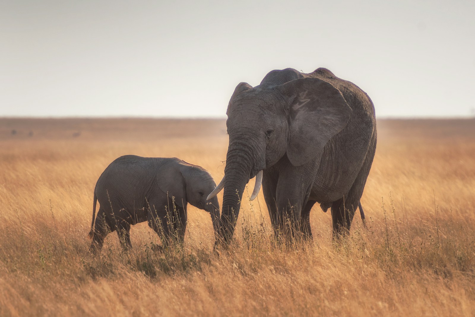 Best Tanzania Safari Tours in Serengeti