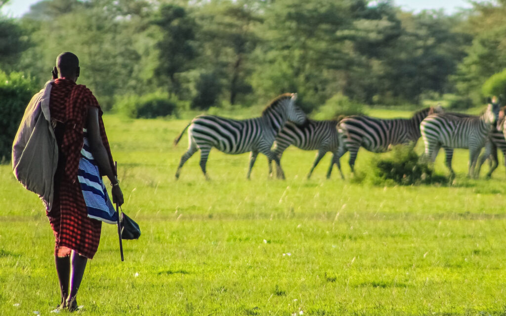 Maasai Walking near a Group of Zebras Brilliant Safaris Tanzania