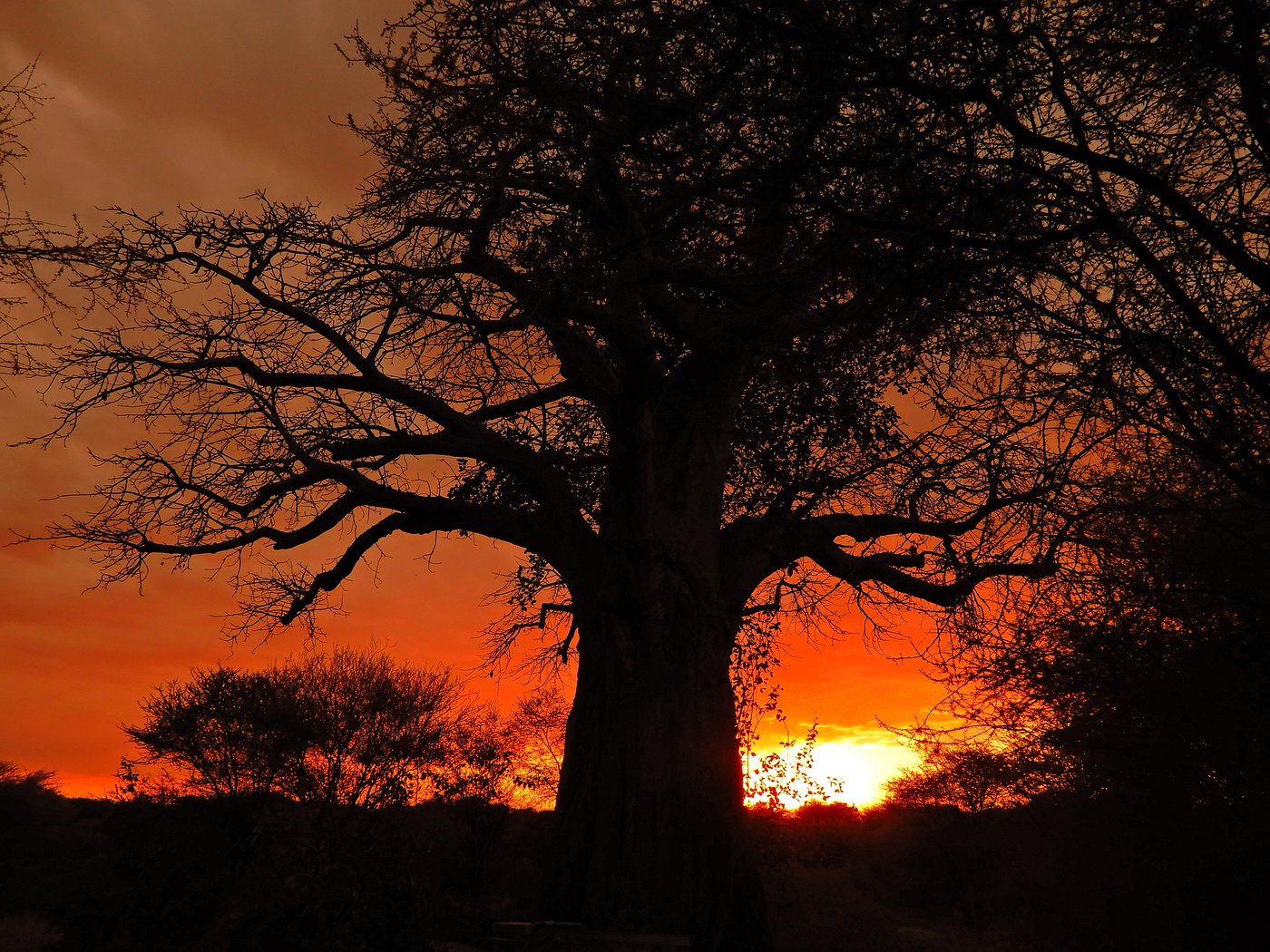 Osupuko Tarangire Lodge | Scenic Safari Lodge at Tarangire Park's Edge