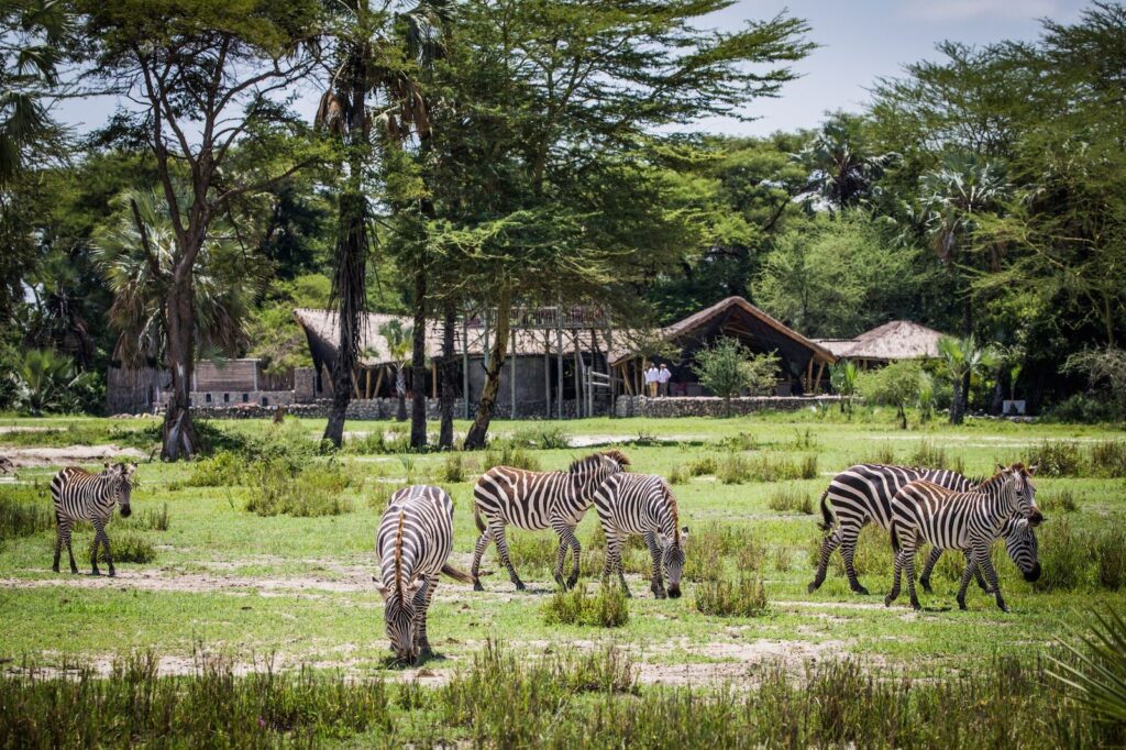 64008c74aa417459afdb9004 Chem Chem Lodge Safari Tanzania Accommodation Main Area Zebra Grazing p 1600