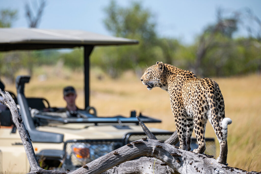 botswana okavango delta leopard in wildlife