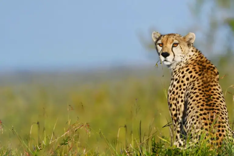 serengeti luxury tour (1)